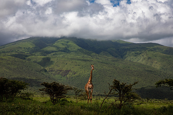 Giraffe