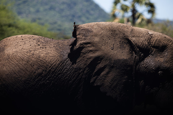 Elephant