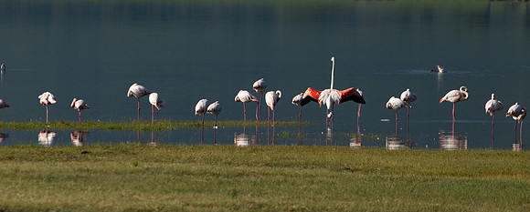 Flamingo