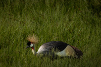 Birds of Tanzania