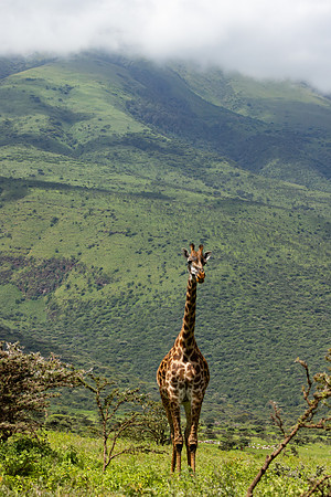 Giraffe