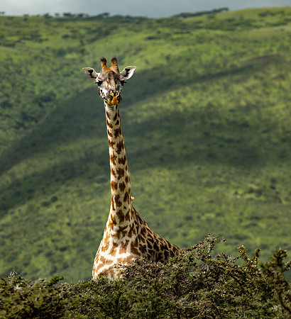 Giraffe