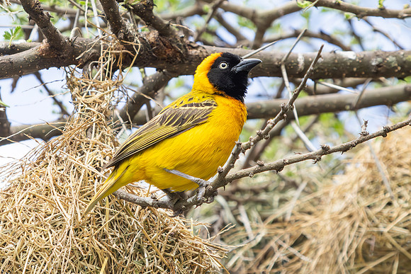 Birds of Tanzania