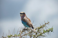 Birds of Tanzania