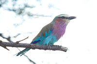 Birds of Tanzania