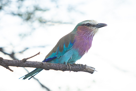 Birds of Tanzania