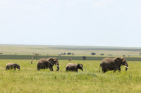 Elephants