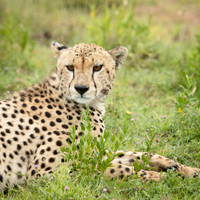 Cheetah