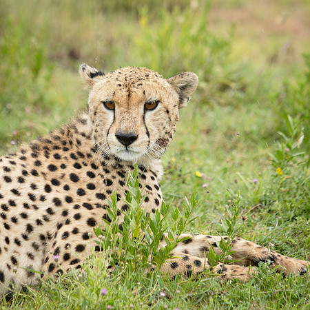 Cheetah