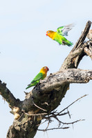 Birds of Tanzania