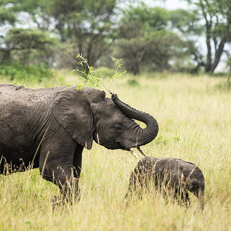 Elephant