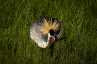 Birds of Tanzania