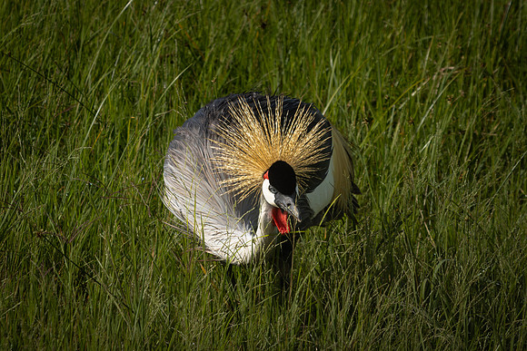 Birds of Tanzania