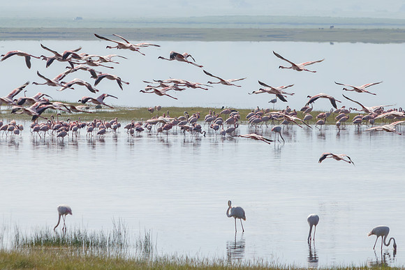 Flamingo