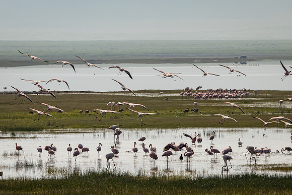 Flamingo