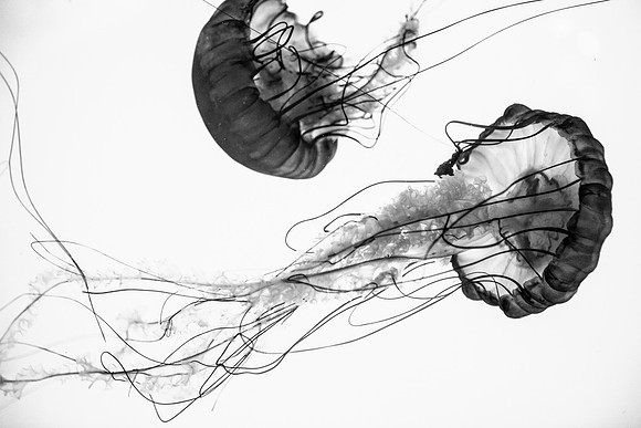 jellies