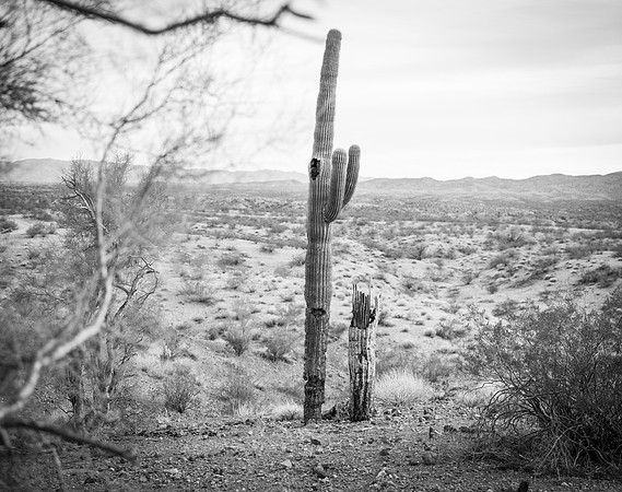 Alamo Lake State Park, Arizona